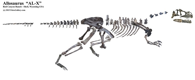 Allosaurus bone map